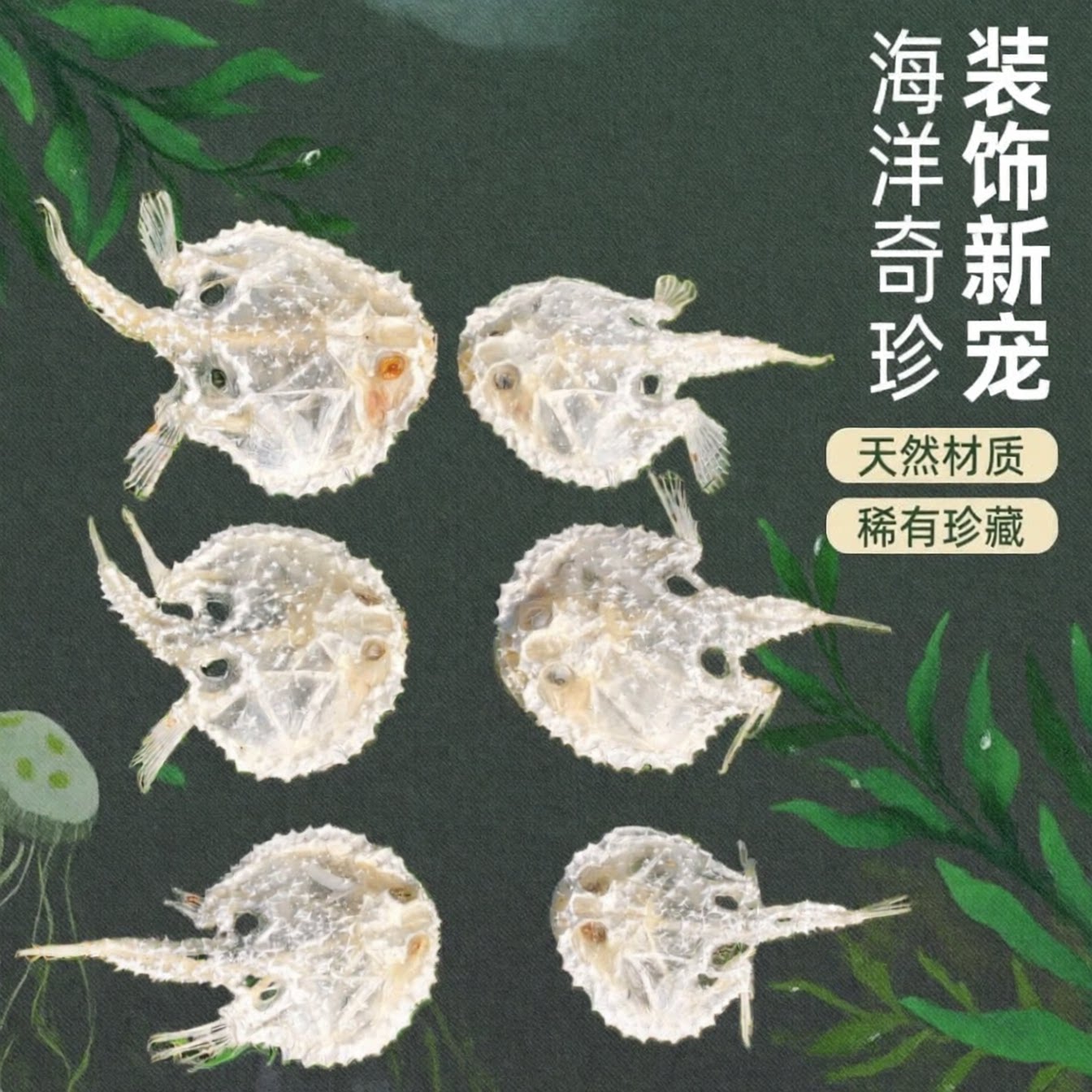 深海辣茄鱼骨骼标本酒柜摆件