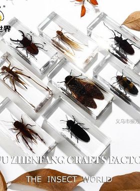 儿童礼物集市动物亚克力树脂标本蝎子新奇科普高清昆虫酒柜自然