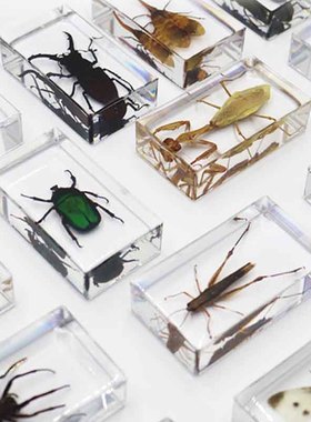 工艺品镇尺蝴蝶自然礼物新奇