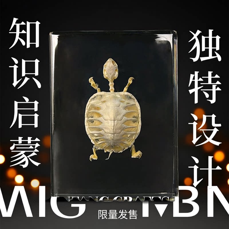 真实动物骨骼标本青蛙巴西龟蛇