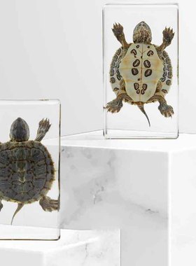 滴胶透明巴西龟螃蟹标本个性
