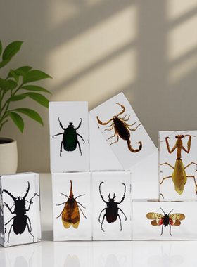 动物龙虾真实树脂标本自然热卖