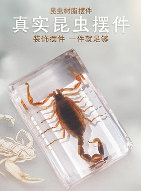 科研真实树脂标本自然昆虫蜘蛛