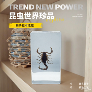 酒柜学生蝎子鱼龙虾创意小动物热卖 模型亚克力真实树脂标本螳螂鱼