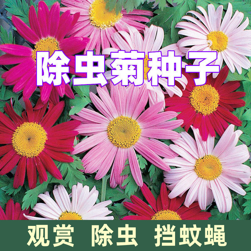混色除虫菊种子500粒+2包肥