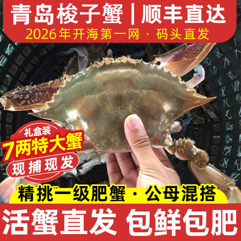 【保鲜不保活】青岛梭子蟹活发新鲜特大野生海鲜飞蟹海蟹螃蟹顺丰