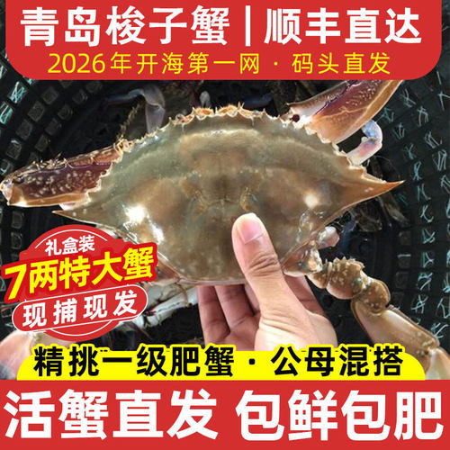 【活发】青岛野生梭子蟹顺丰直达