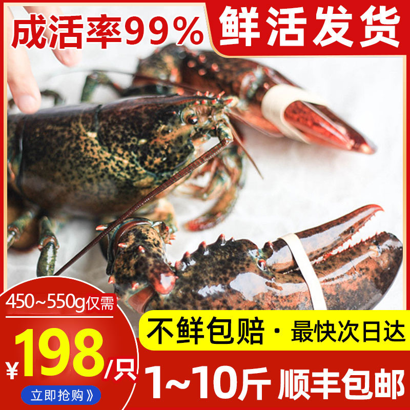 【鲜活】波士顿龙虾顺丰空运包邮