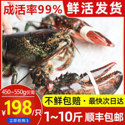 鲜活龙虾鲜活波士顿大龙虾加拿大龙虾1~10斤特大波龙大澳龙海鲜