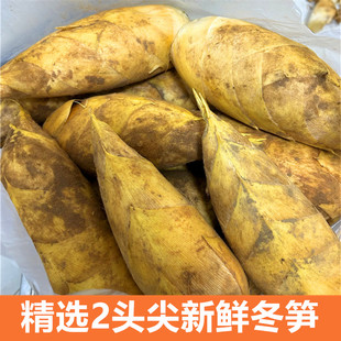 现挖冬笋新鲜冬笋鲜笋2头尖冬笋黄泥拱笋尖江西农家精品大冬笋5斤