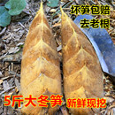 现挖冬笋新鲜冬笋鲜笋现挖现发冬笋黄泥拱笋尖江西农家精品大冬笋