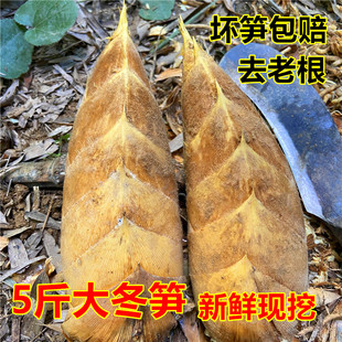 现挖冬笋新鲜冬笋鲜笋现挖现发冬笋黄泥拱笋尖江西农家精品大冬笋