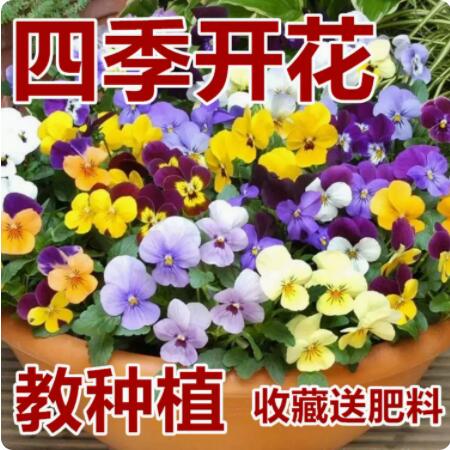 冬季耐寒三色堇花种子 食用小角堇冬天四季开花不断盆栽花籽室外