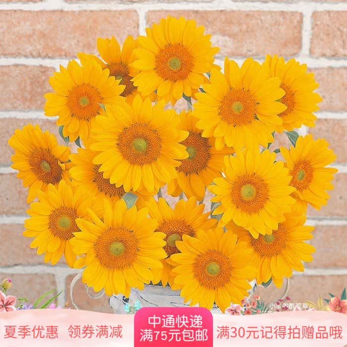 种子一年生夏季耐热向日葵