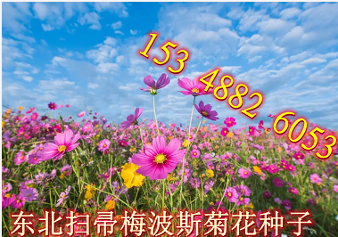 东北扫帚梅花籽 散装 波斯菊 格桑花 绿化观赏 庭院 花种子