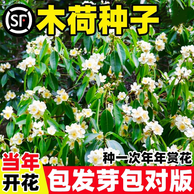 木荷种子林木种子木荷树种 荷木荷树种子园林绿化行道树种子