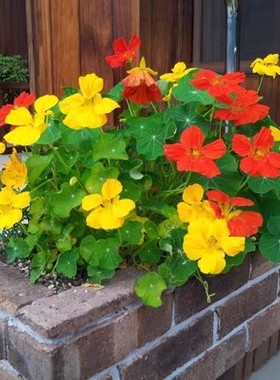 旱金莲种子旱荷花种垂吊爬藤花卉种籽室内阳台盆栽春夏秋播种四季