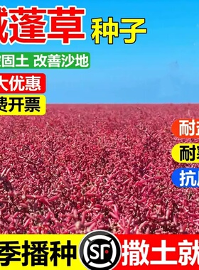 碱蓬草种子红色翅碱蓬卤蓬土壤沙荒地绿化耐盐碱治理土壤改良种籽