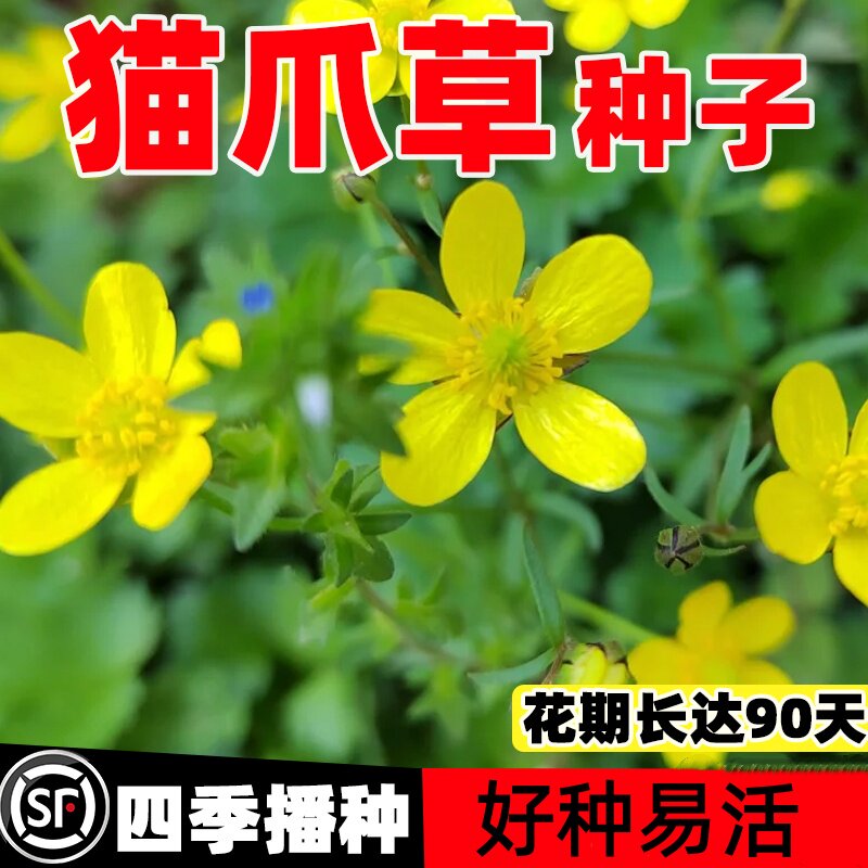 猫爪草野生种子种孑中药材正品中药猫爪草新鲜水洗猫抓草夏枯草种