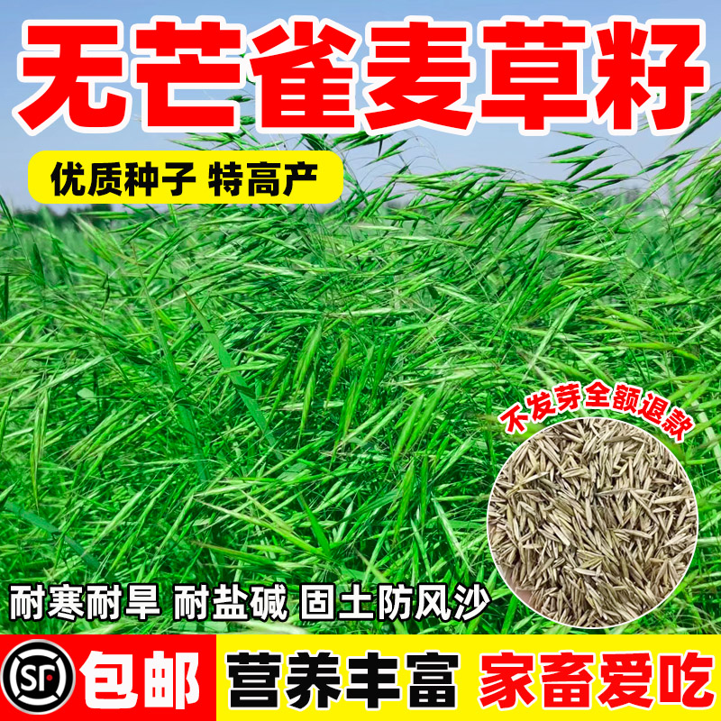 无芒雀麦草籽披碱茅紫羊红
