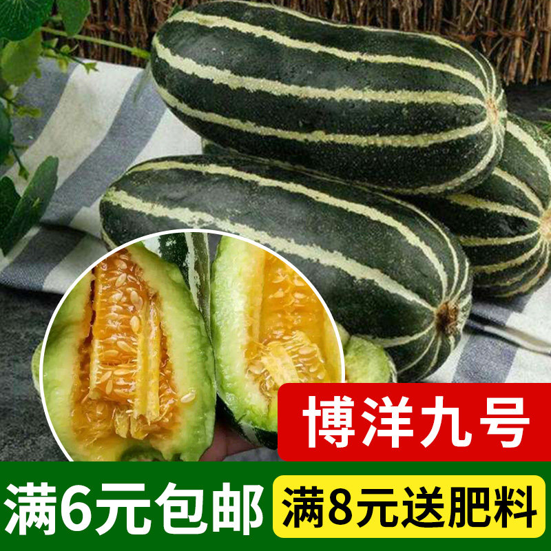 高产甜瓜博洋9九号薄皮酥脆甜瓜香瓜春季四季水果蔬菜种子籽孑