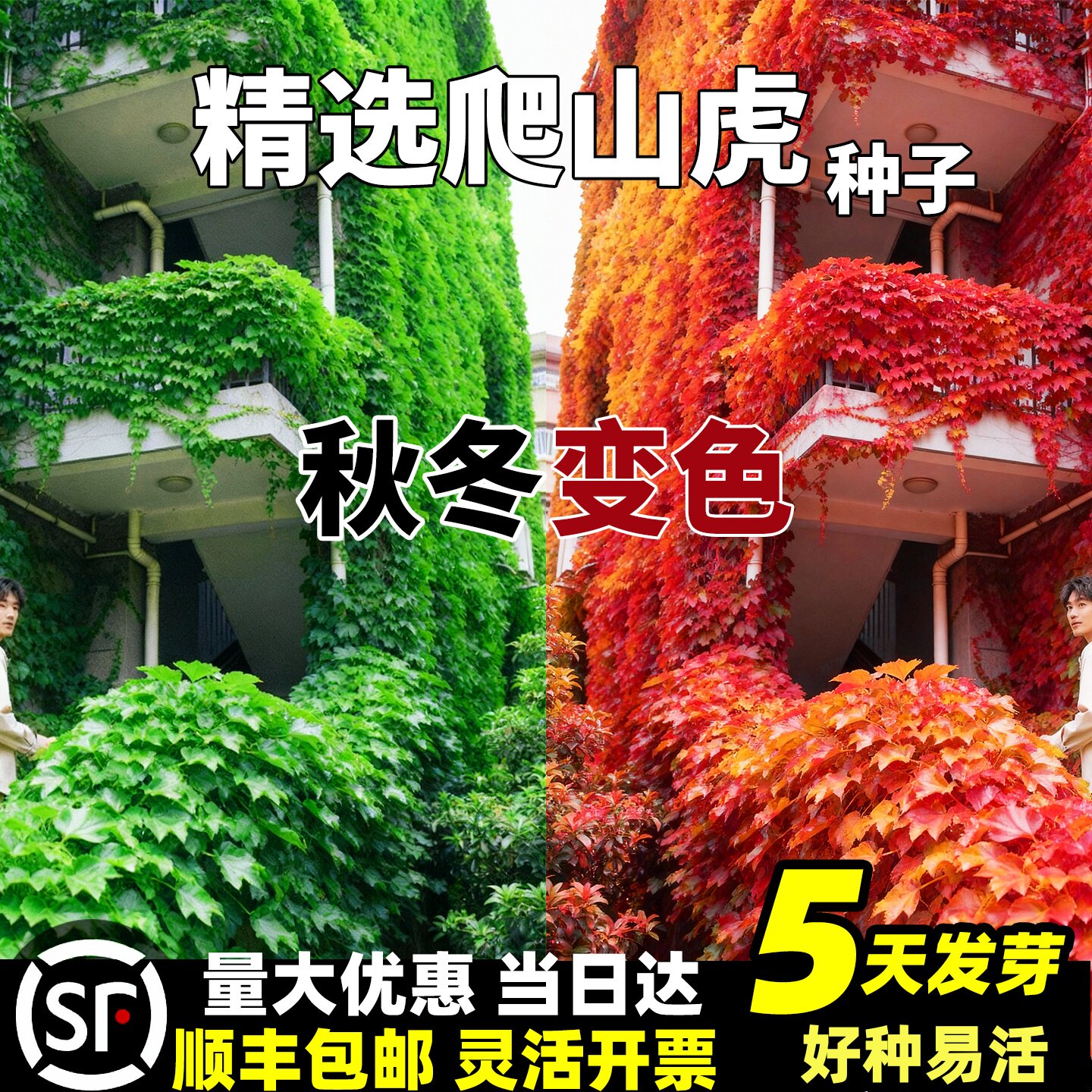 爬山虎种籽护坡固土草籽庭院攀爬蔓延工程绿化耐盐耐碱爬藤草种子