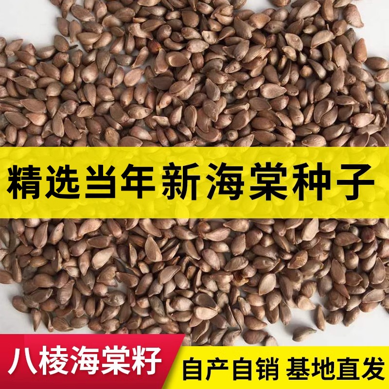 怀来八棱海棠种子嫁接苹果树专用海棠子山丁子籽产地直发保质保量