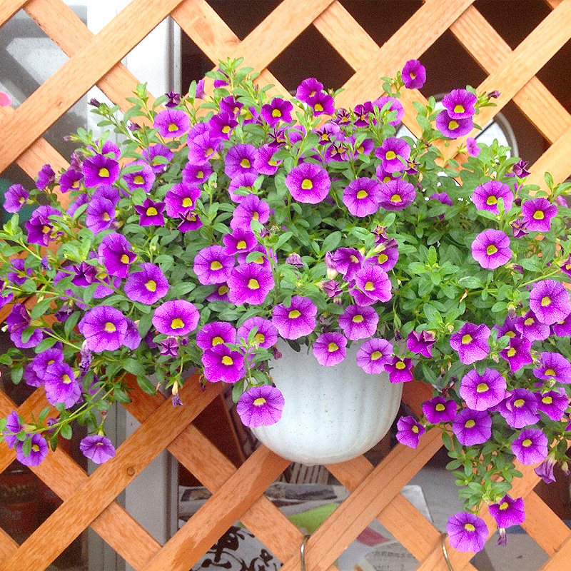 百万小玲种子庭院春季花卉