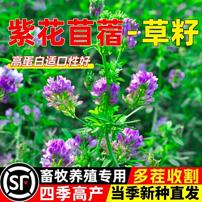 紫花苜蓿种籽高蛋白草籽猪牛羊兔鸡鸭鹅鱼多年生四季高产牧草种子