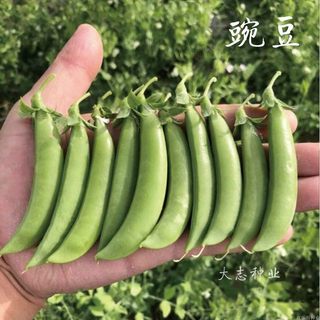 台湾长寿仁豌豆种籽四季蔬菜种子秋冬季荷兰豆种孑食荚大豌豆尖甜
