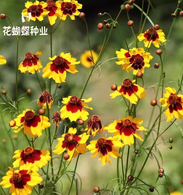 蛇目菊种子四季易种活的阳台盆栽绿植天山雪菊两色金鸡菊花籽花海