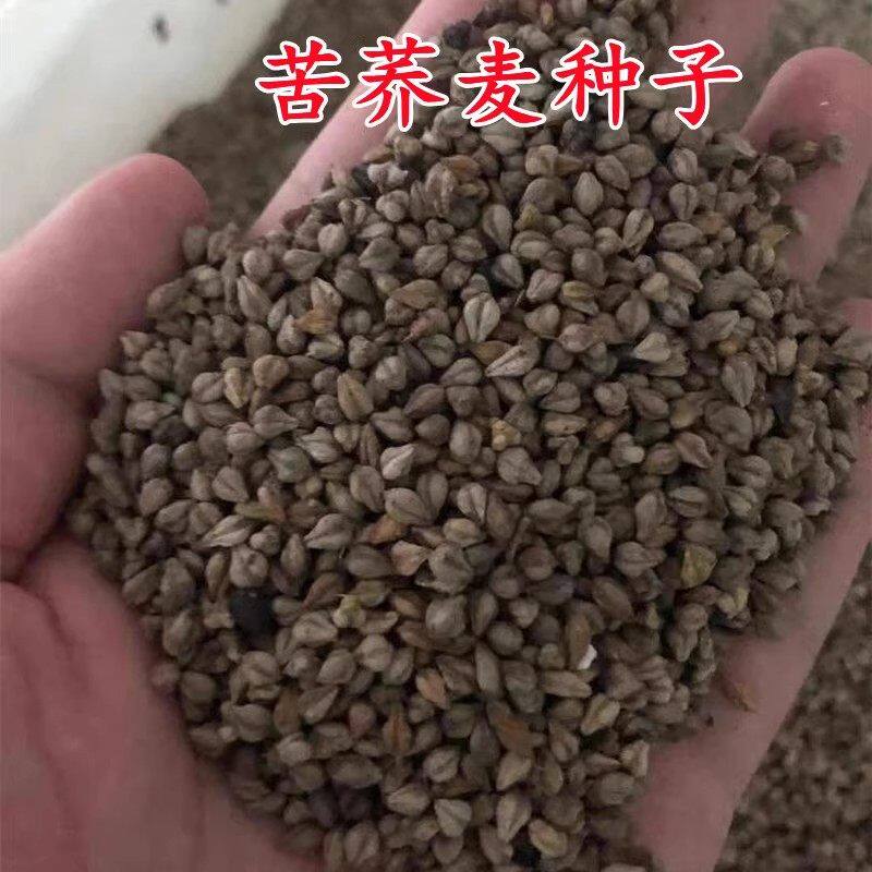 荞麦种子 别称甜荞、乌麦、三角麦、花荞、荞子 阳台绿色食品种籽