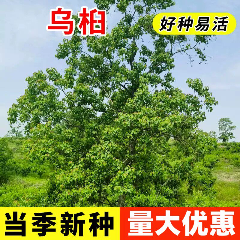 新采乌桕种子腊子树种子山乌桕种子桕子树木子树四季播种林木种籽