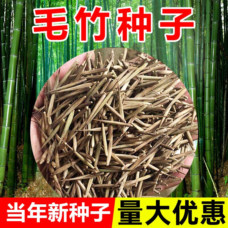 毛竹种子苗户外绿化四季常青黄金竹罗汉竹耐寒南北方大型竹子种籽