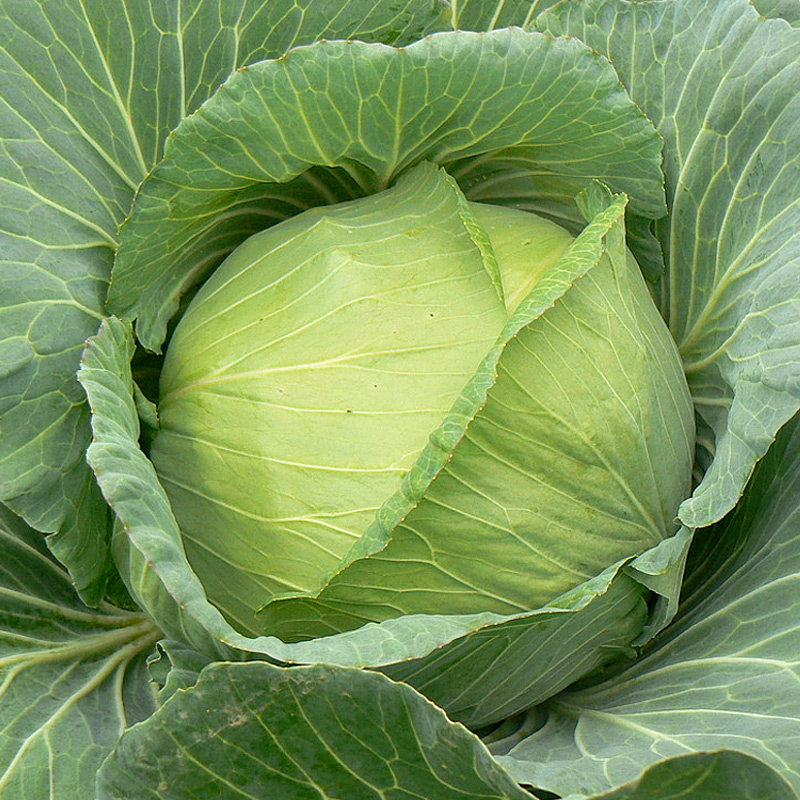 甘蓝菜包菜紫甘蓝结球包心菜莲花白四季播种夏季秋季盆栽果蔬种子