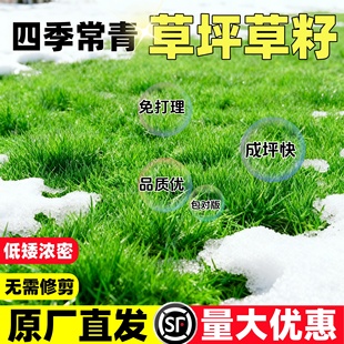 草坪草籽四季常青护坡固土狗牙根矮生地毯草皮庭院绿化黑麦草种子