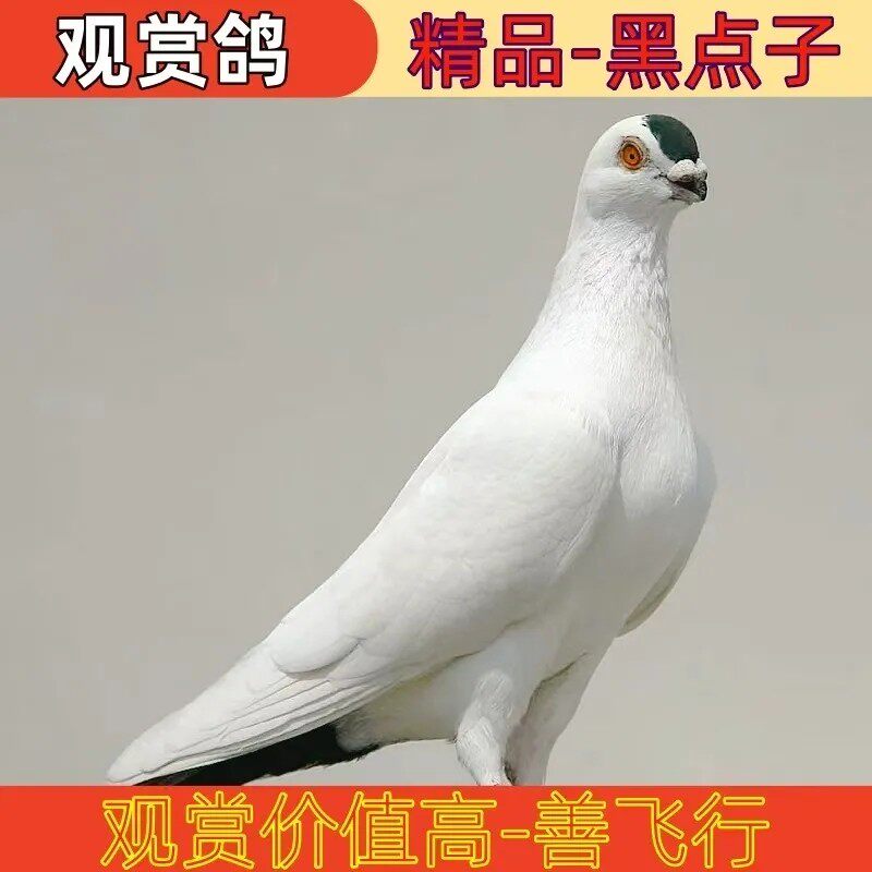 精品大体观赏鸽活体种鸽公母黑点子北京点子高飞凤头平头短嘴鸽子