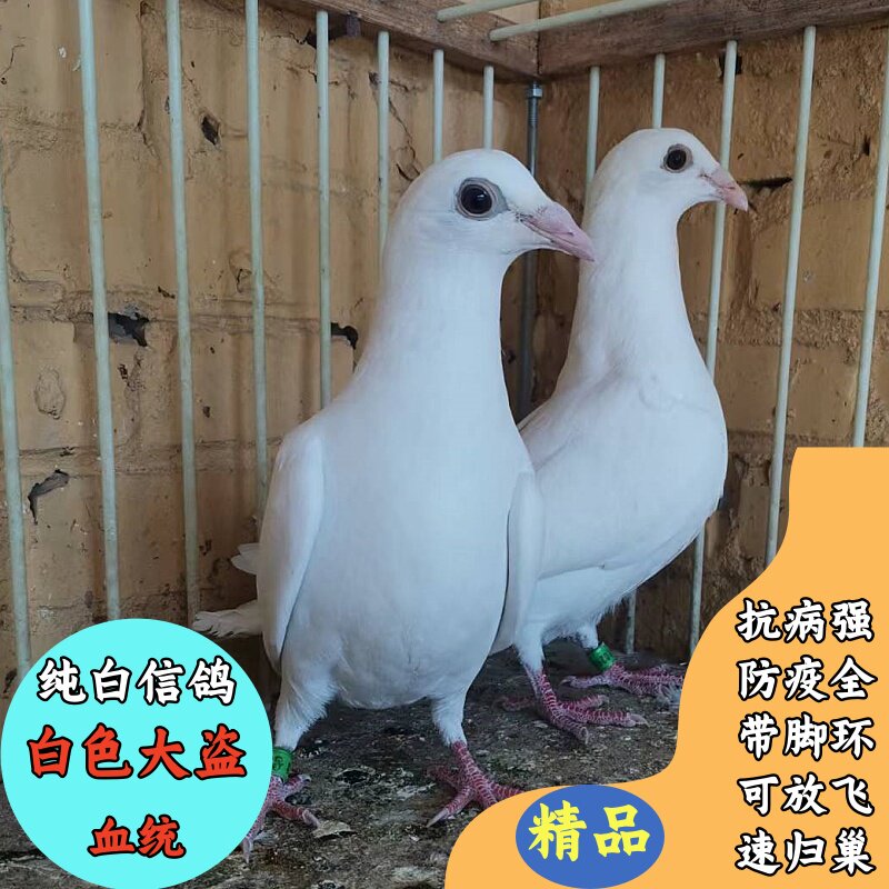 鸽子活的一对公母白信鸽沙眼存松白血统种鸽幼鸽大鼻子公棚赛鸽子