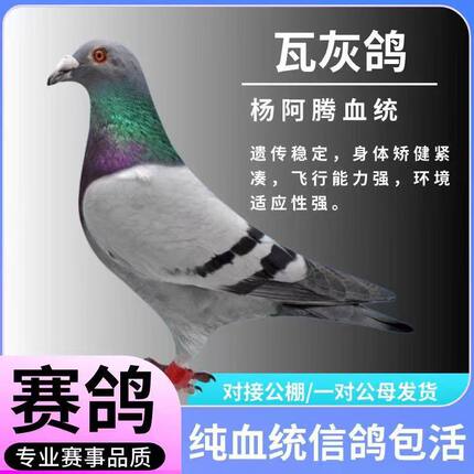 鸽子活信鸽种鸽赛鸽公棚幼鸽纯正血统圆环鸽观赏鸽