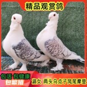 精品观赏鸽子大全鸽子活一对种鸽幼短嘴点子凤尾两头乌淑女大鼻子
