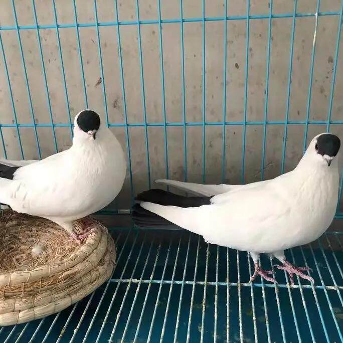 精品扬州点子高飞鸽子观赏鸽大全活体种鸽黑点子一对公母短嘴包邮