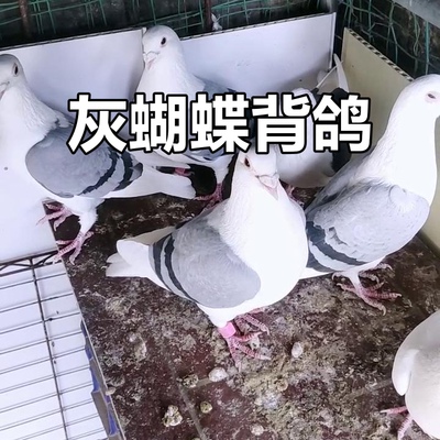 精品活的一对观赏鸽彩背鸽子赛鸽活体蝴蝶花种鸽异色鸽子信鸽子