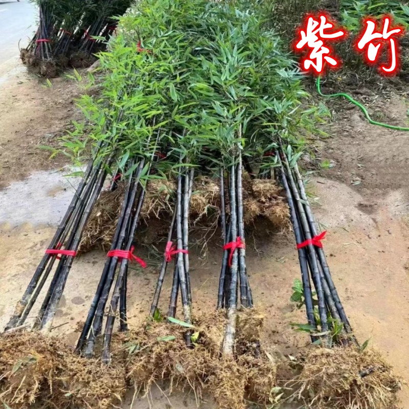 名贵紫竹苗圃现挖包成活率