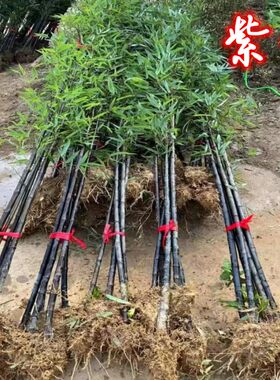 名贵紫竹苗圃现挖包成活率