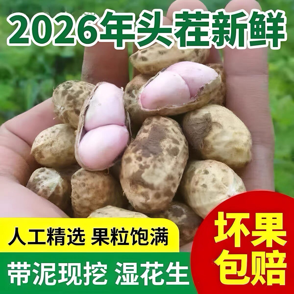 新鲜花生湿花生带泥带壳粉皮多粒