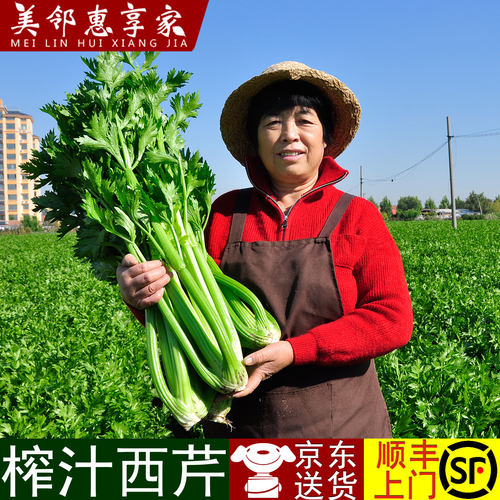 新鲜西芹榨汁专用现割现发