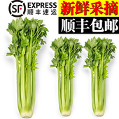 美邻惠享家新鲜西芹大棵半叶芹菜榨汁专用山东蔬菜顺丰 SX027 包邮