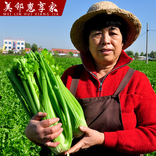 山东新鲜西芹大棵半叶芹菜榨汁专用青菜泡沫箱发货 美邻惠享家