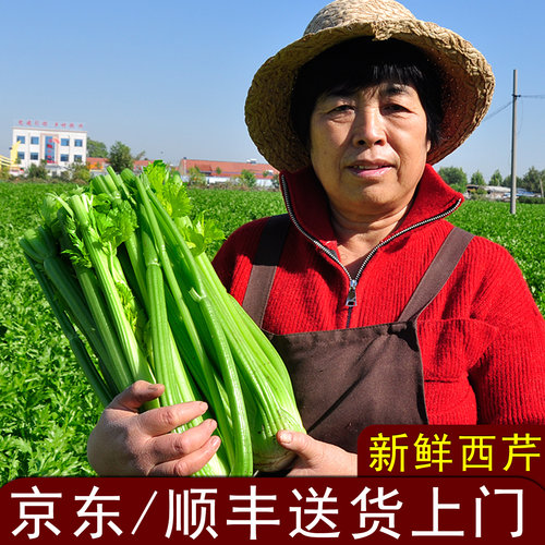 新鲜大棵西芹现割现发榨汁专用