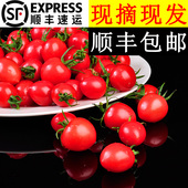 美邻惠享家小番茄千禧果圣女果小柿子新鲜一口爆汁顺丰 包邮